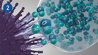 Hydroxyl radicals denature pollutant proteins.